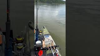 Crazy amount of shad at Taylorsville Lake kayakfishing [upl. by Nevah]