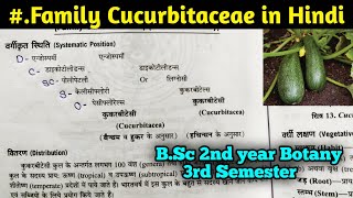 Family Cucurbitaceae in Hindi  BSc Second year Botany third Semester [upl. by Enniotna]