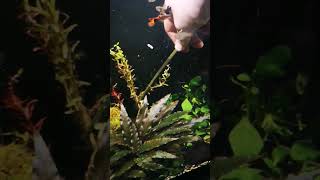 planting rotala indica red beautiful aquarium stem plant [upl. by Nodnalb]