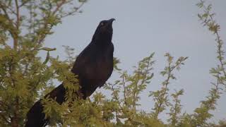 Extremely Loud amp Beautiful Call Of A Grackle Bird [upl. by Manaker864]