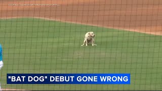 New bat dog for Phillies singleA affiliate Clearwater Threshers goes viral for debut gone wrong [upl. by Marylynne55]