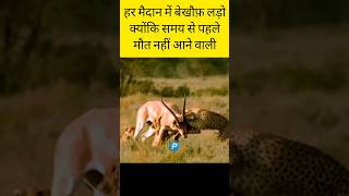 Leopard Attacks A Deer Wildlife Videos Deer Escape From Predator Leopard [upl. by Paddy57]