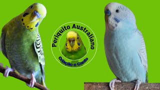 Canto de Periquito Australiano pela Manhã PERIQUITO CANTANDO MUITO [upl. by Assilem966]