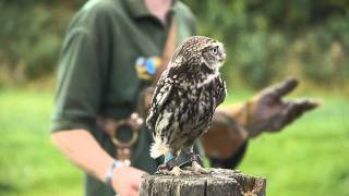 Birds of Prey  World of Wings Cumbernauld Glasgow [upl. by Redleh]