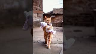 13Hard Houseworks aicatmeow miawmiawmiaw animatedstories aivideo cat catvideo funnyCat [upl. by Hayikaz]