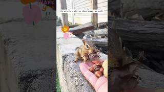 This woman rescued a chipmunk tangled up in garden netting shorts [upl. by Marquardt]