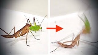 Katydid GOES CRAZY After Praying Mantis Catches It  MANTIS VS KATYDID [upl. by Nnil]