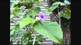 Hawaiian Baby Woodrose Flowering and Fruiting part two [upl. by O'Kelly]