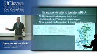 Introduction to Chemical Biology 128 Lecture 09 RNA part 2 [upl. by Nigle]