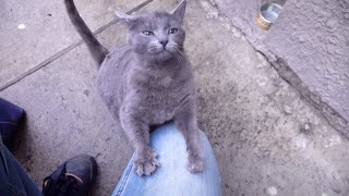 A pregnant gray cat scratches me [upl. by Rhodia]