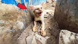 Tearstained sick kitten is rescued by a kind uncle and has a happy ending [upl. by Erodavlas197]