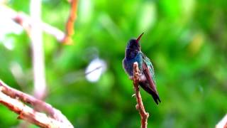 Lepidopyga coeruleogularis or Sapphirebellied Hummingbird  Lepidopyga lilliae [upl. by Markiv]