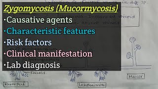 Zygomycosis Mucormycosis  Agents  Risk factors  Clinical manifestation  Lab diagnosis [upl. by Pelage]