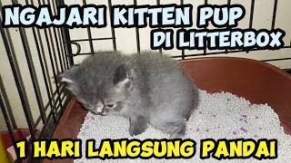 MELATIH ANAK KUCING PUP DAN PIP DI PASIR [upl. by Sosna858]