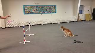 Silken Windhound Agility Beginner 2 [upl. by Asserat]