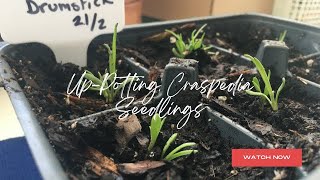 UpPotting Craspedia Seedlings Spring Garden PrepGrowing From Seed Series Zone 8a February 2024 [upl. by Vinita]