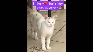 1 like  love for stray cats in Africa [upl. by Anival]