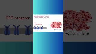 Erythropoietin EPO and CANCER cancer erythropoietin biochemistry hypoxia physiology epo [upl. by Oconnor]