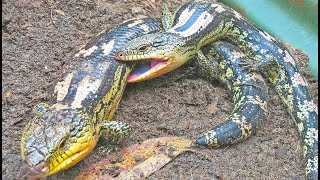 Blue Tongue Lizard Breeding INSANITY [upl. by Durno]