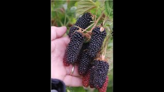 Planting Tayberry Tayberry Fruit soft fruit growing uk UK soft fruit varieties microorchard [upl. by Selby]