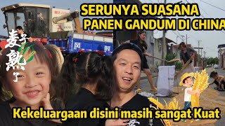 Akhirnya Panen Gandum Bersama Penduduk Desa amp Keluarga Tahun ini Seru Banget [upl. by Nivrac]