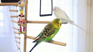 3 Hour Budgie Sounds for Lonely Budgies [upl. by Lombardi]