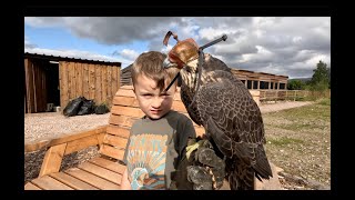 4 year old Oakley drone training his Peregrine Falcon [upl. by Livvie]