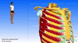 Lépaule larticulation scapulothoracique [upl. by Norahc105]