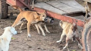 kohati gultair gultair doggultair dog fightvlogshortviral short doglover bullygultair dog [upl. by Anifares18]