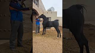 Most Beautiful black horse viralhog viralvideo viralshorts shorts viralreels viralreels [upl. by Aicertal864]