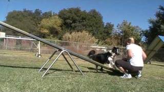 Dog Agility Training Tips  The Bang Game [upl. by Irrol989]