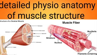 physioanatomy of muscles in detailphysiology lecture 6 [upl. by Atinauj]