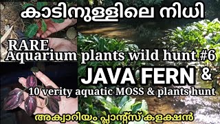 Aquariumplants Wild hunt Rare Veritys of moss and plants Aquascaping plants Javafern [upl. by Zipnick505]