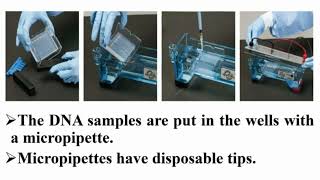 Casting and Running Precautions of Agarose Gel Electrophoresis [upl. by Ainot]