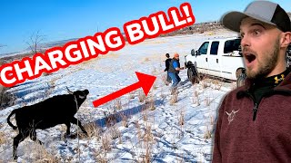 Roping CRAZY Bulls That Escaped Vlog 19 [upl. by Aria]