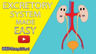 HUMAN EXCRETORY SYSTEM Made Easy  Human Urinary System Simple Lesson [upl. by Salokin]