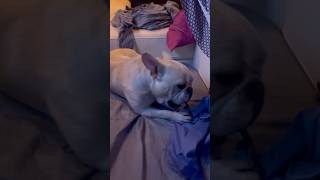 RYMANS 500 THREAD COUNT EGYPTIAN COTTON SHEETS shorts french bulldog fyp viralvideo dog [upl. by Lonee]