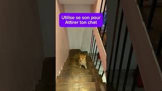 Utilise se son pour attirer ton chat  cat chat [upl. by Euginimod]