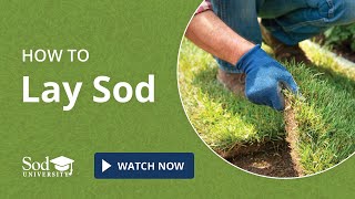 How to Lay Sod [upl. by Sheeree]