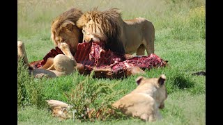 Volunteer Encounter  Lion Feeding Victoria Falls [upl. by Rettuc911]