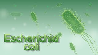 ¡Escherichia coli E coli en 5 minutos Animación [upl. by Faux]