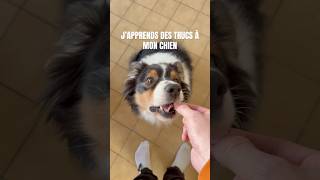 Exercice facile et satisfaisant avec ton chien bergeraustralien chienloup [upl. by Anitsyrc189]