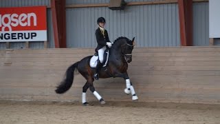 Lundemarksgårds Layout  Top FEI dressage pony for sale [upl. by Eiznekcm]