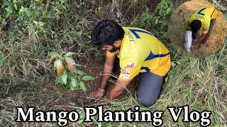 VSK Planting Mango Harvesting Opportunities A Path to Sustainable Growth [upl. by Einoj]