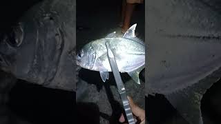 Trevally Fish on [upl. by Alimac]