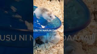 YAMERO TAKESHI SEEGGSS hamsters memes segs funny [upl. by Yttak]