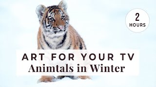 Screensaver of Winter Animals  4K Wildlife Photos in Beautiful Nature Landscapes [upl. by Robinetta547]