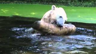 Knut  total verspielt 1608WMV [upl. by Atiuqer]