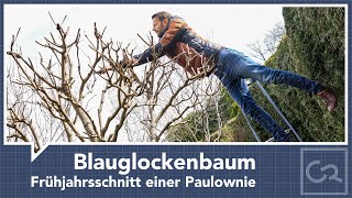 Blauglockenbaum schneiden – Frühjahrsschnitt einer Paulownie [upl. by Orelie]