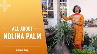 All About Nolina Palm  बेहद आसानी से उगने वाला पौधा नोलीना पाम [upl. by Yeleek]